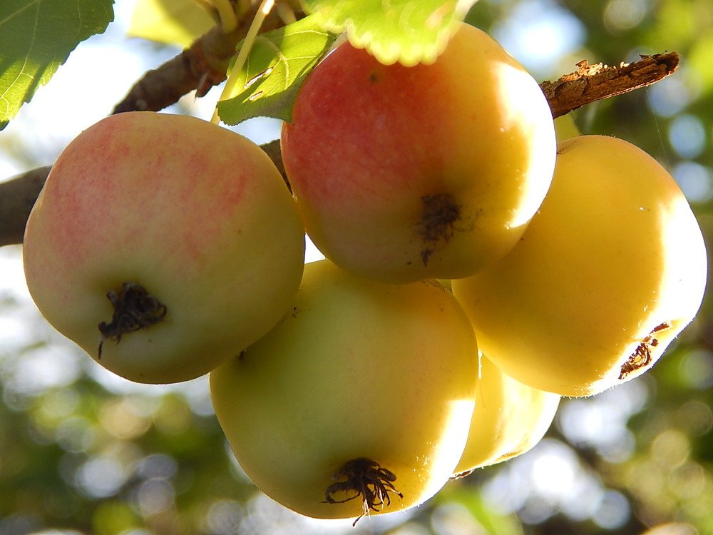 Солнечные яблочки