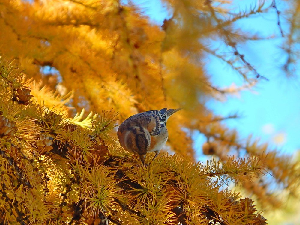 В осеннем лесу