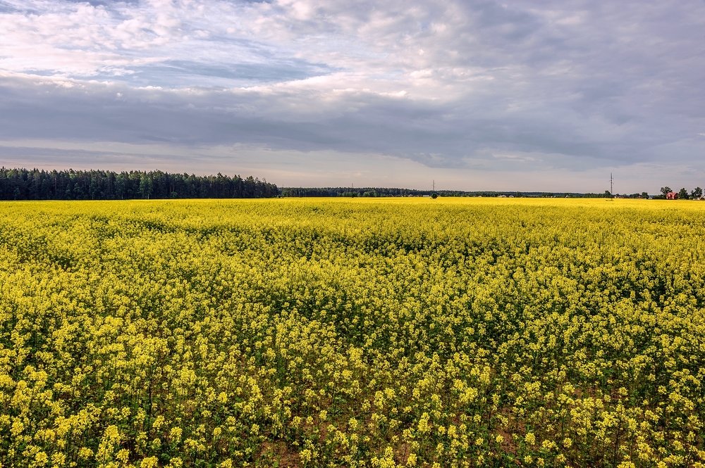 Золотое поле