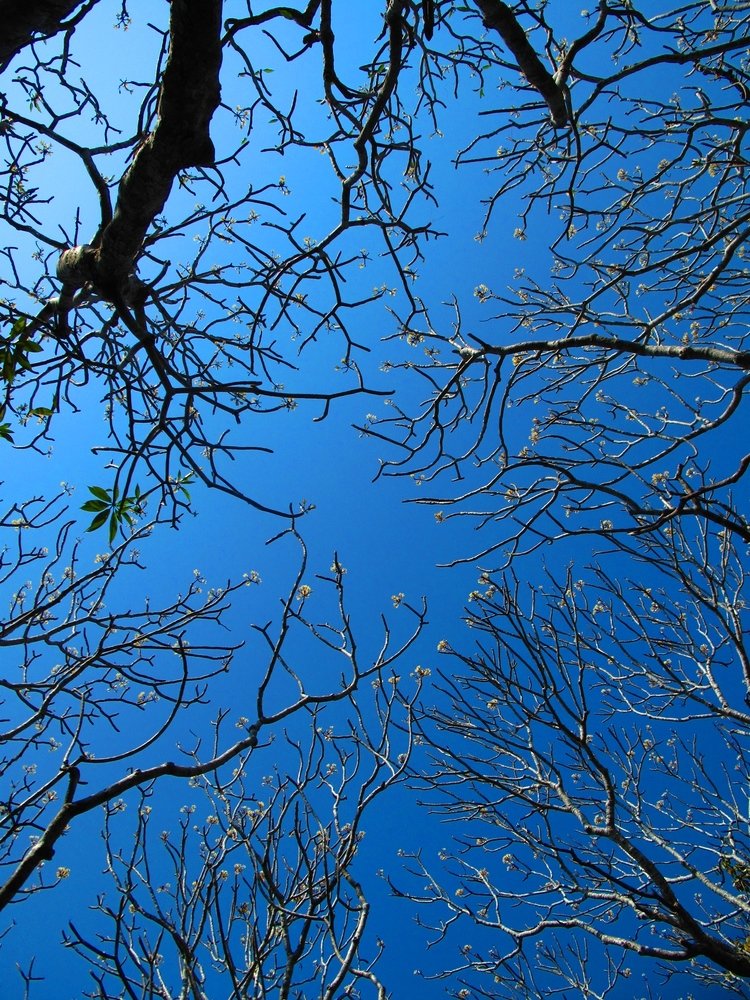 Tree Branch and Blue Sky