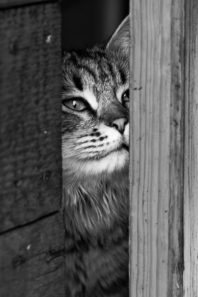 Photograph by Александр Шилов