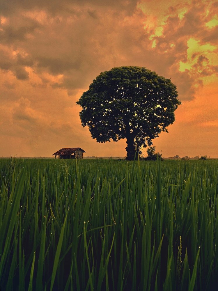 Sunset, the sky and the tree.