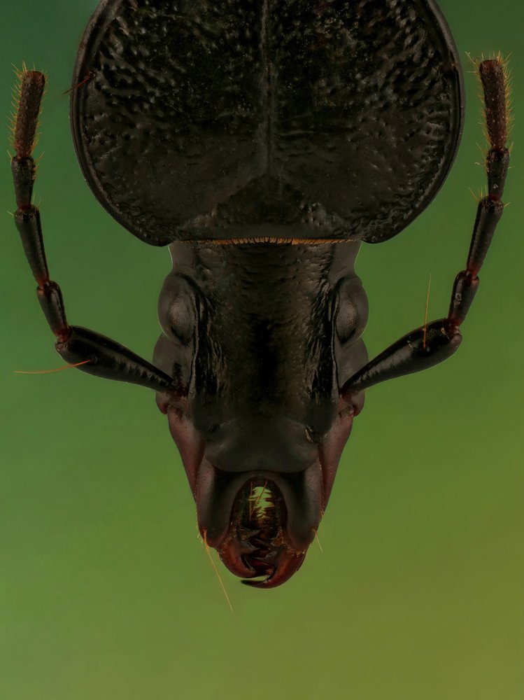Carabus Beetle