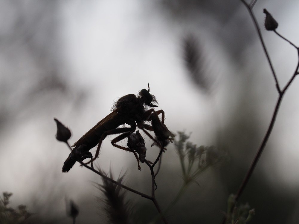 Спят усталые букашки...