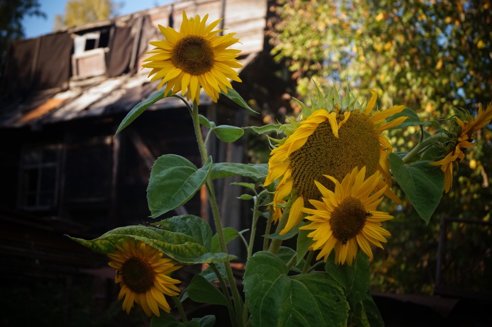 подсолнухи