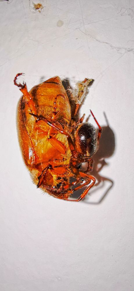 Vadasz a Zsakmannyal - HDR - SL3 - SuperMacro