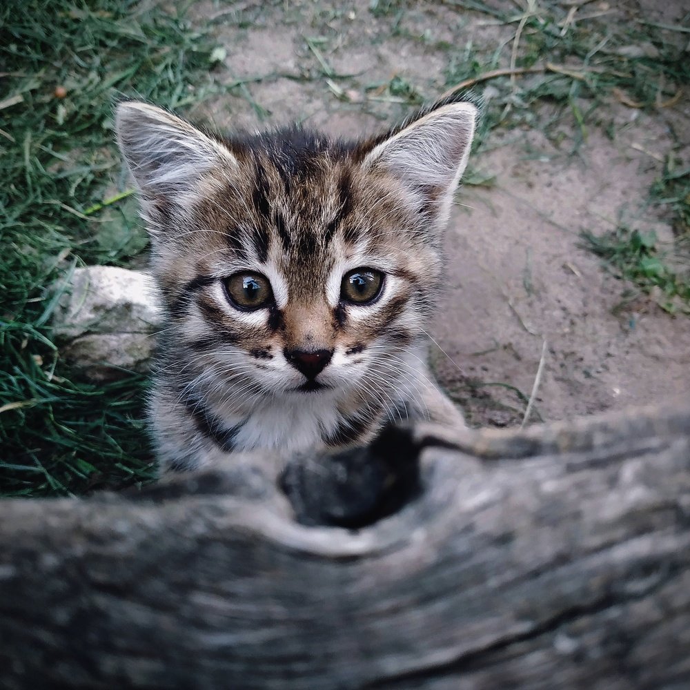 Photograph by Адель Магаева