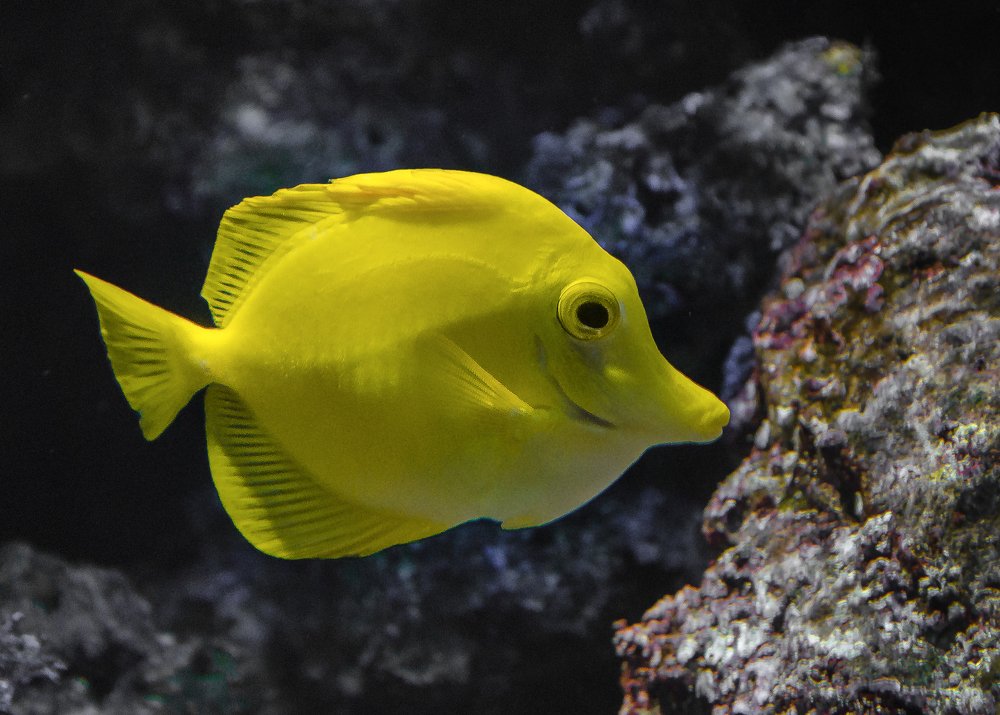 Жёлтая зебрасома