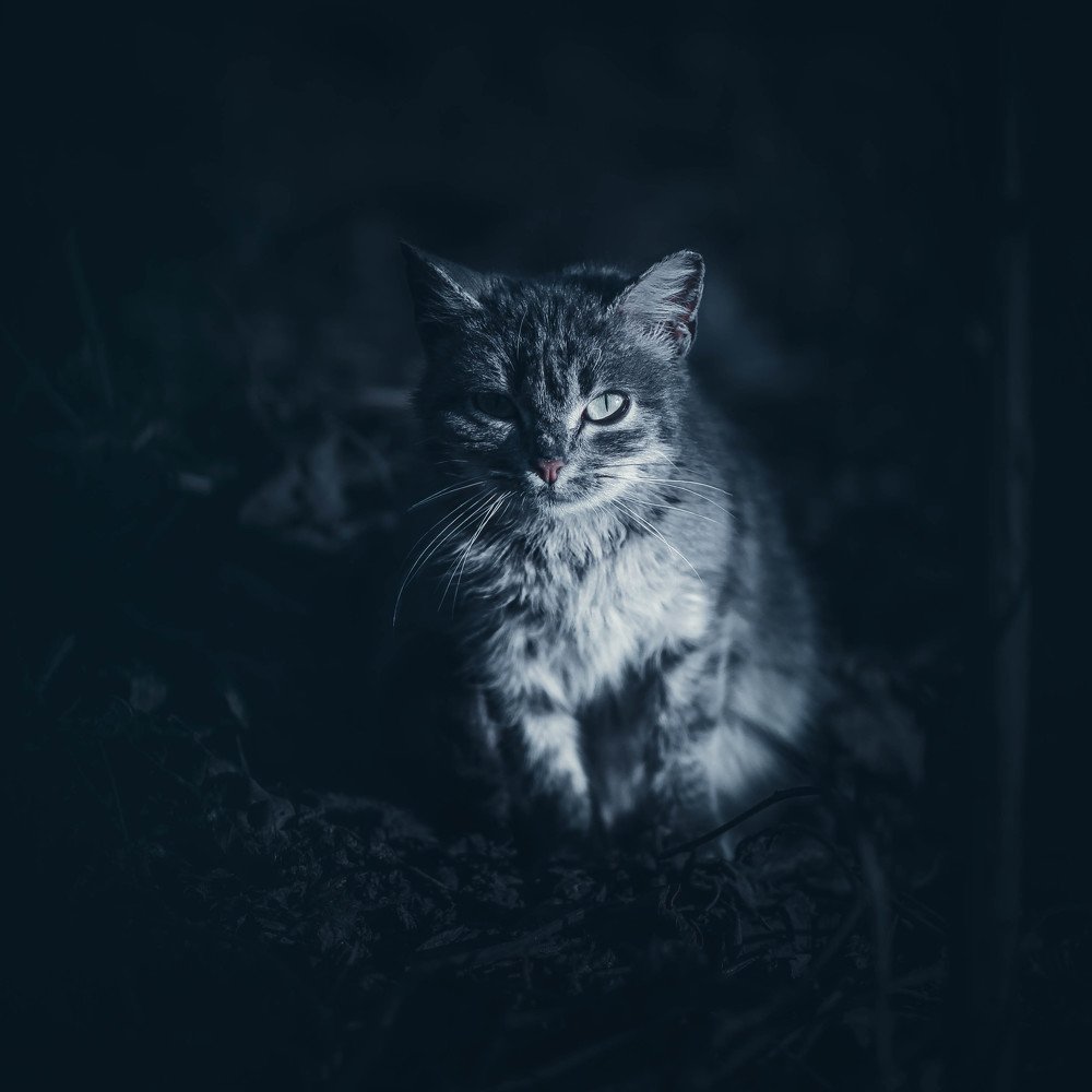 Photograph by Silvia Dubceac