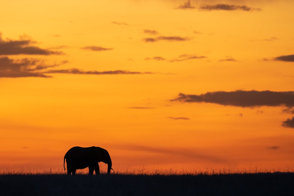 Sunset Landscape with Elephant