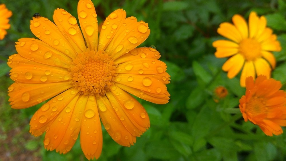 Краски лета.