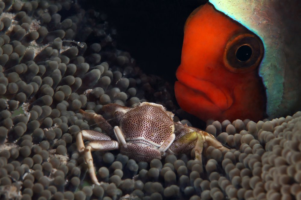 Clown fish and crab