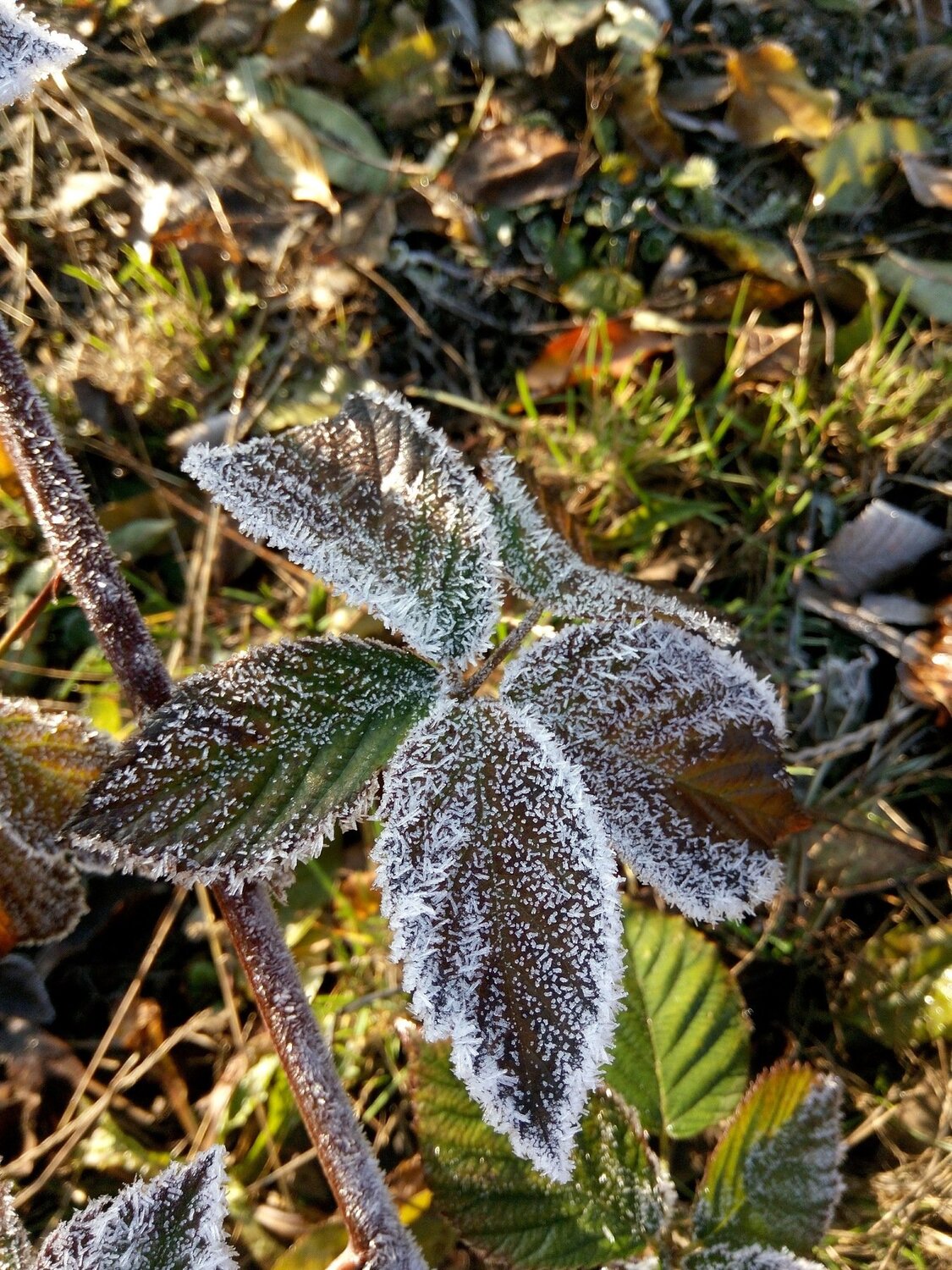 Приморозки