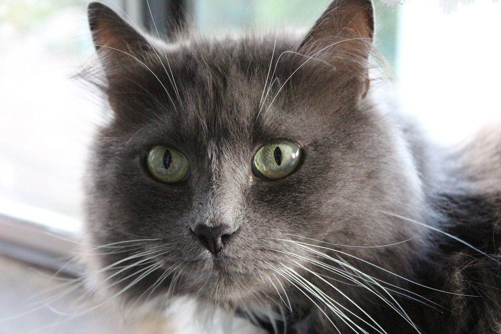 Лучший портрет на котопаспорт