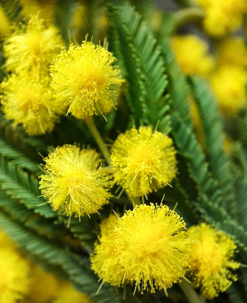 Пушистая мимоза