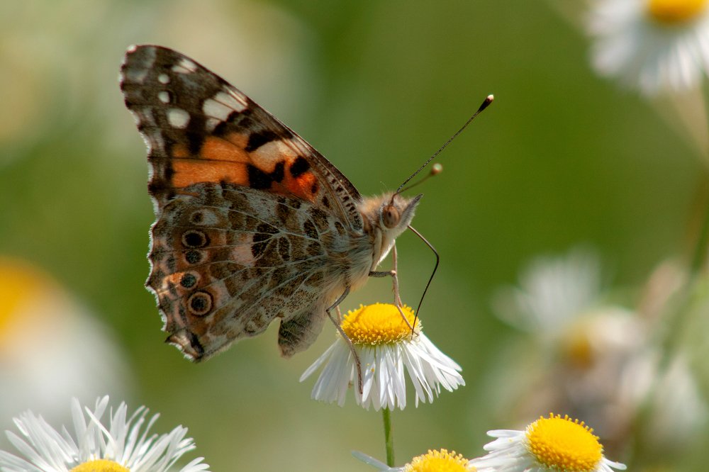 Photograph by Богдан Бигун