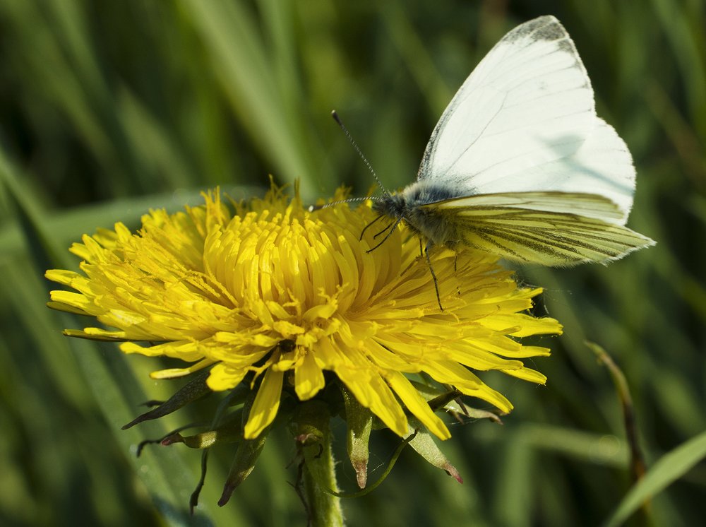 Photograph by Владимир