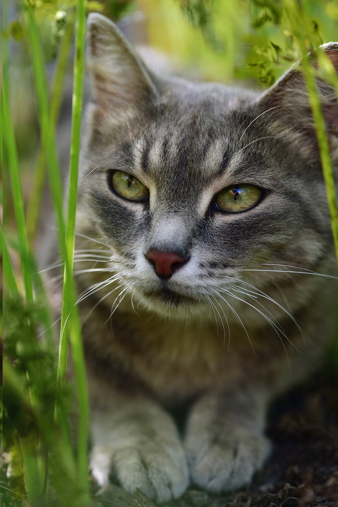 Кот в морковке