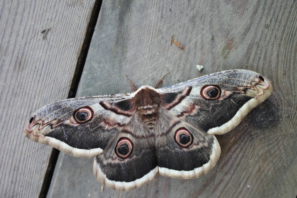 ночной павлиний глаз