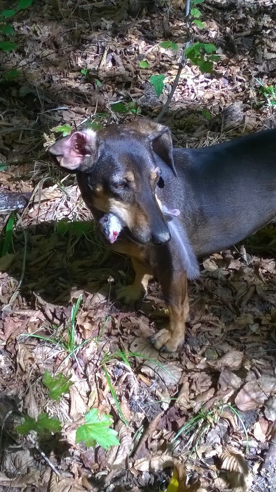 такса поймала лесную соню