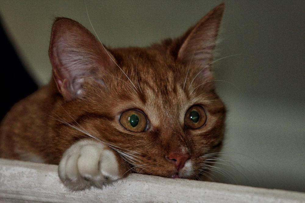 Взгрустнулось...