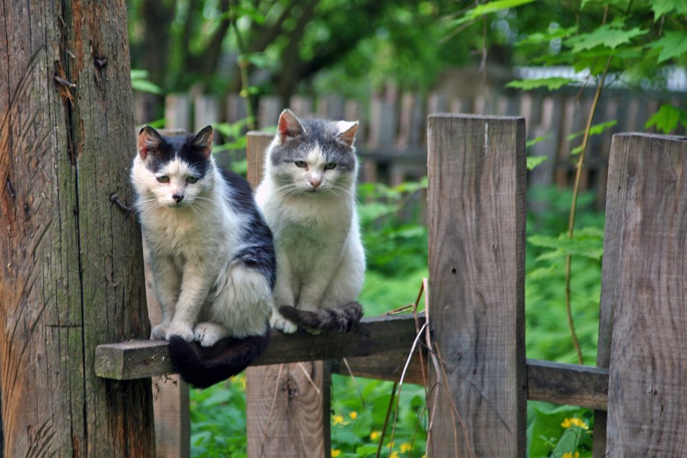 Грустные коты