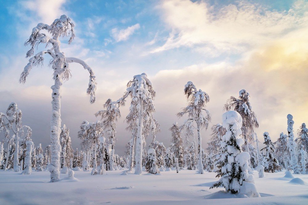 Уральские пальмы