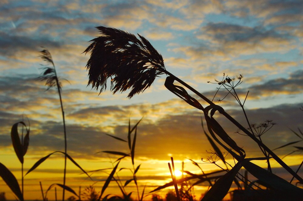 закат в поле
