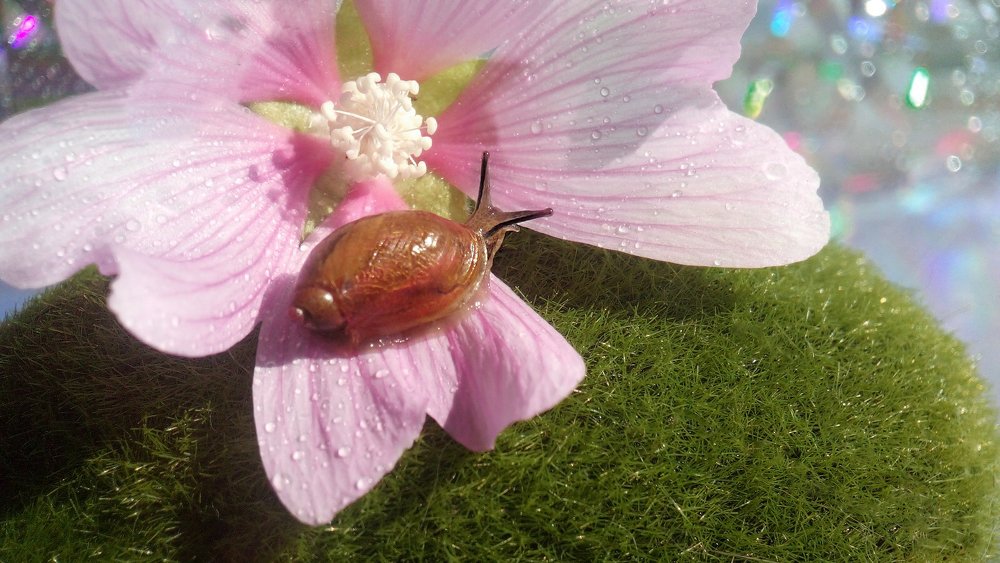 Маленькая нежность