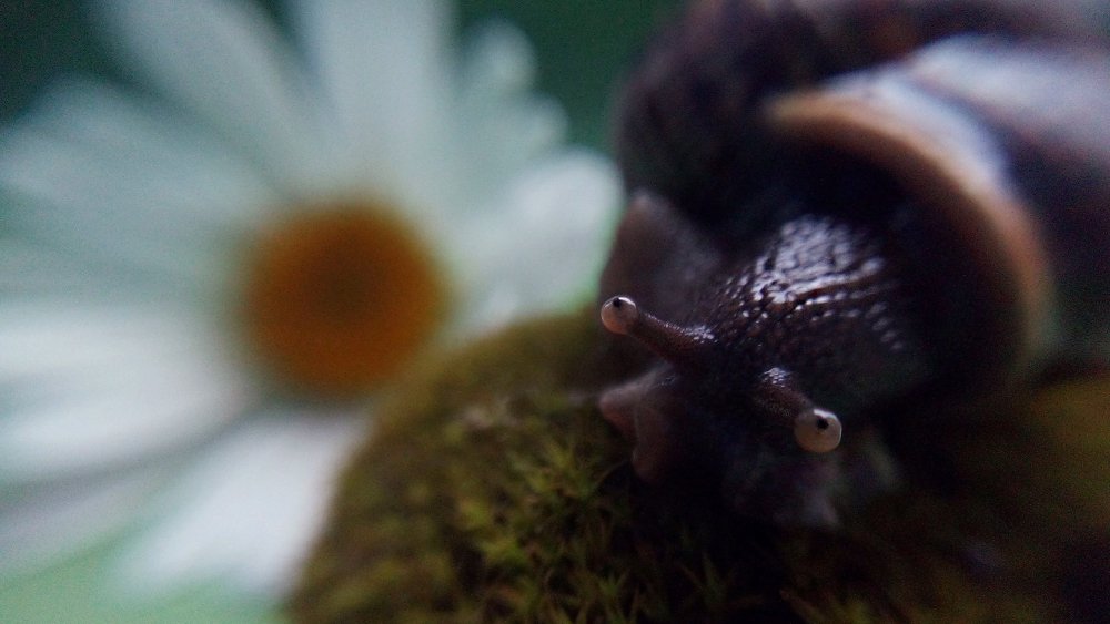 Эти глаза напротив