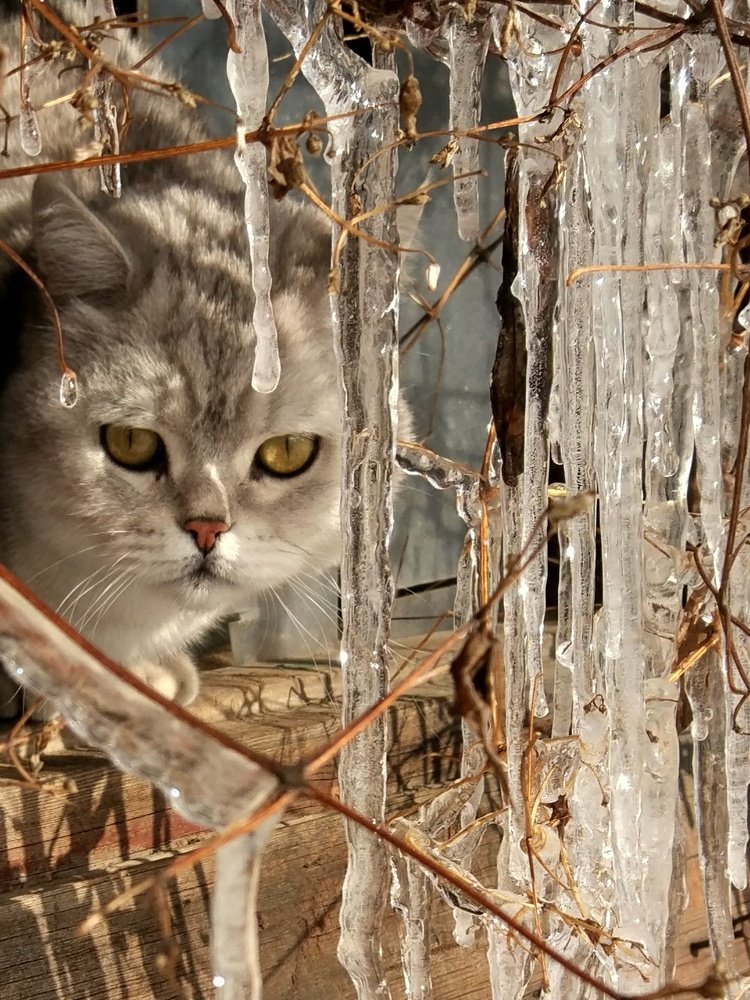 В ожидании весны