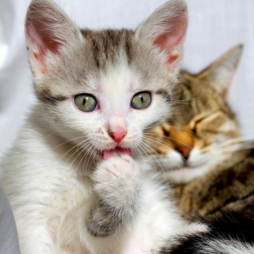 Котёнок с мамой.