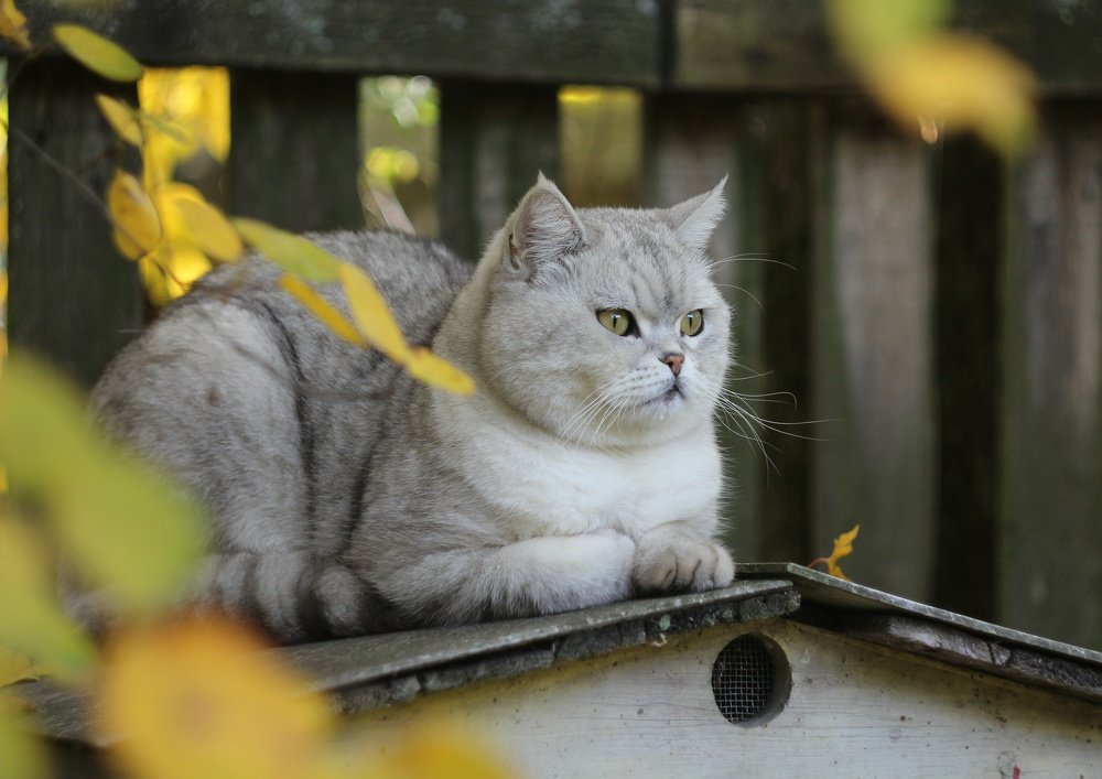 Жизнь хороша