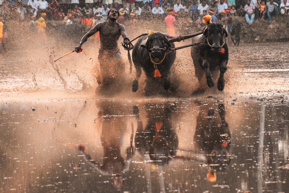 Kambala
