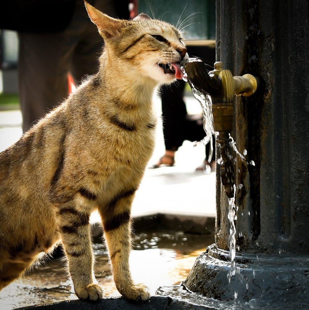 Cat when wish only water