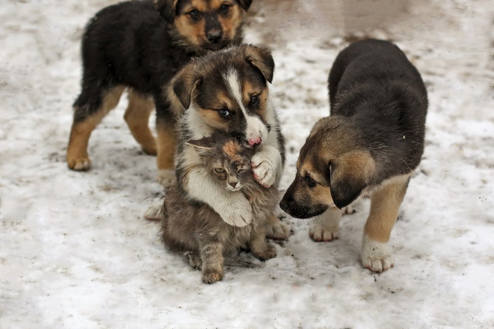 Сентиментальность