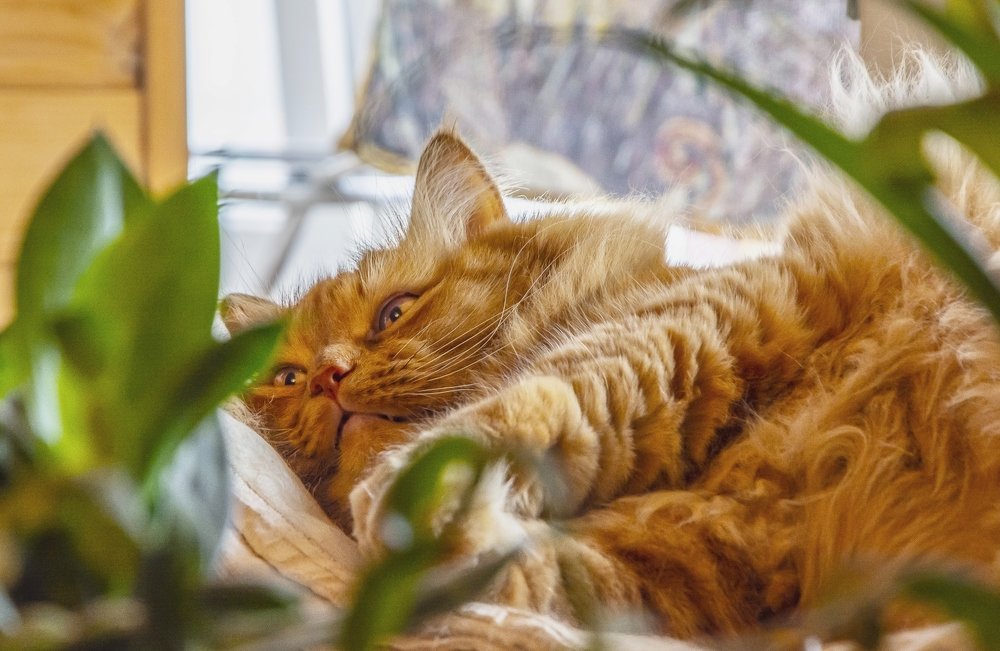 Почти царь..........