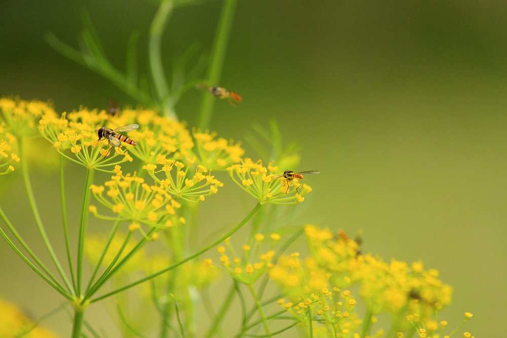 yellow flowers with honey bee
