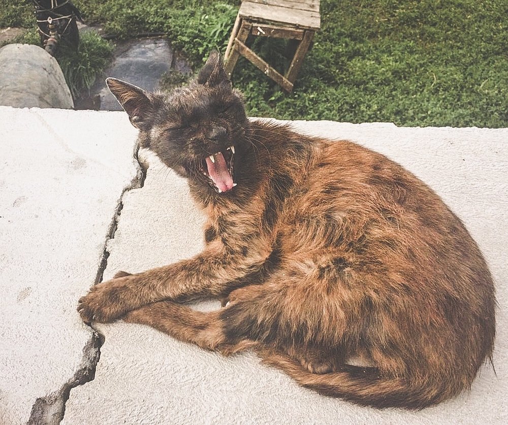 деревенский тигр