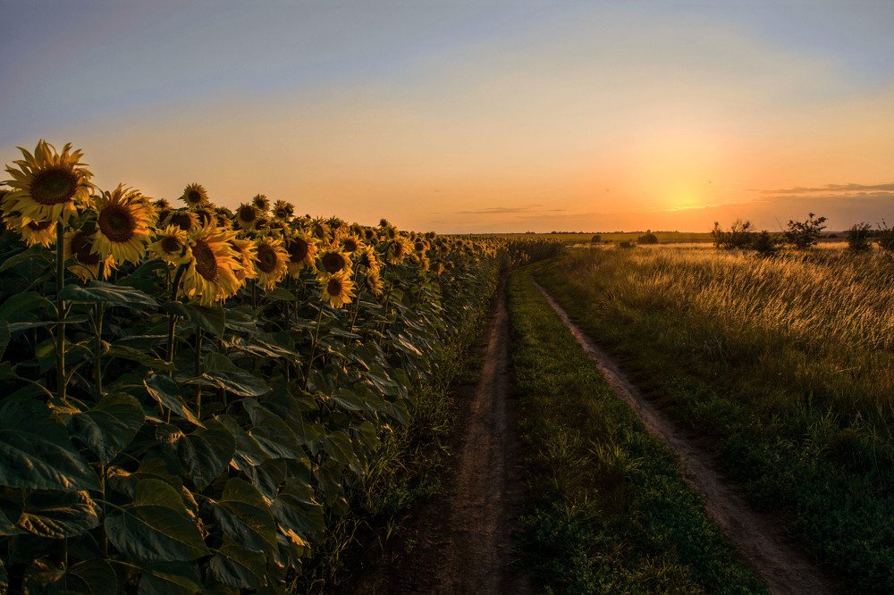 Дом тысяч сверкающих солнц