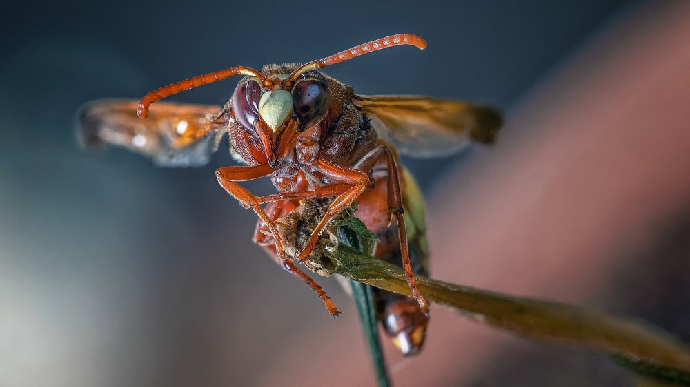 Почти птица..