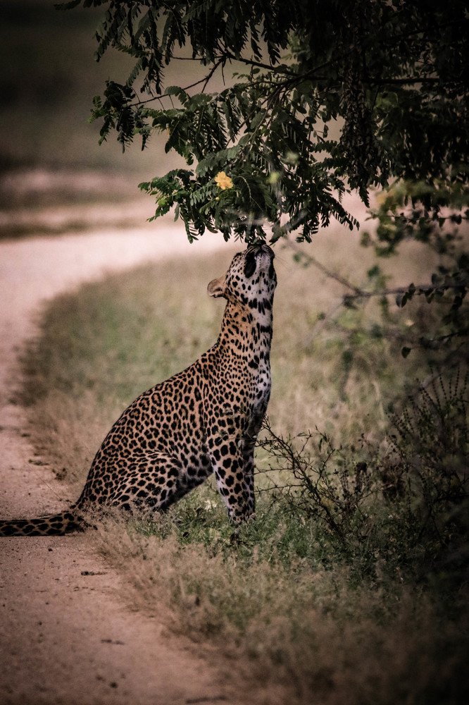 I am an omnivore cat