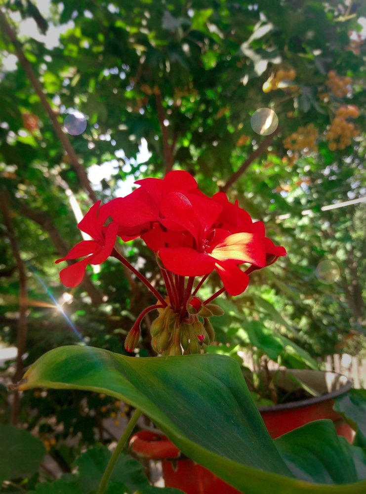 Red flower