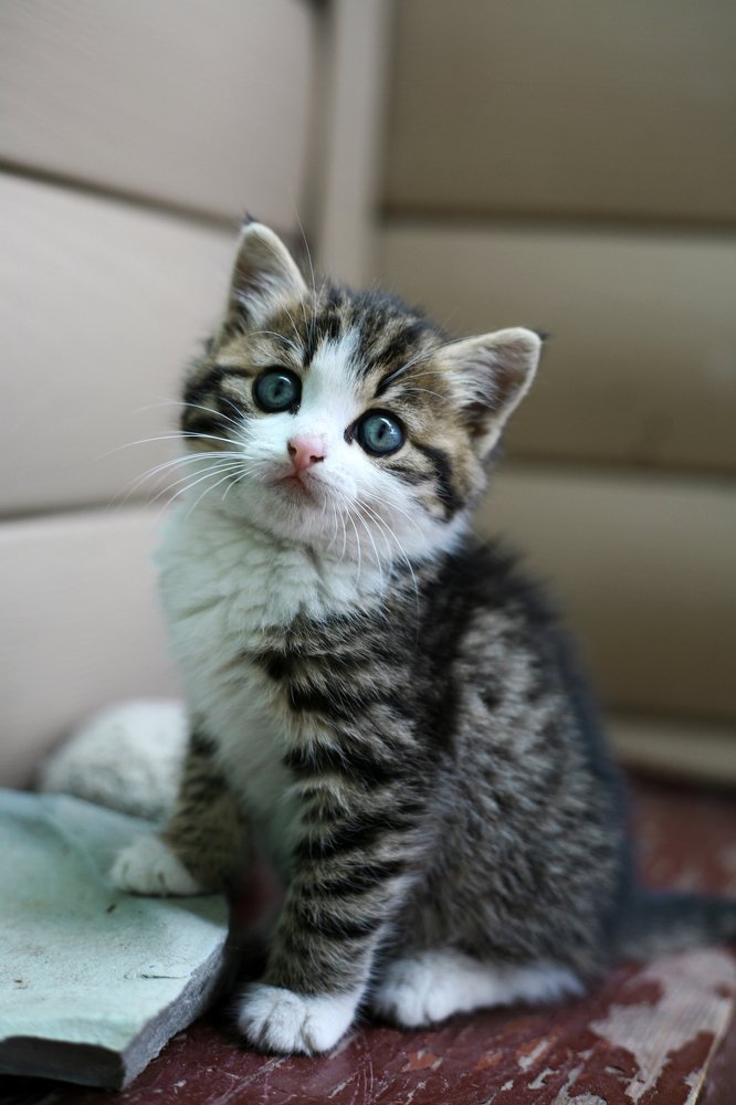 Маленький котик