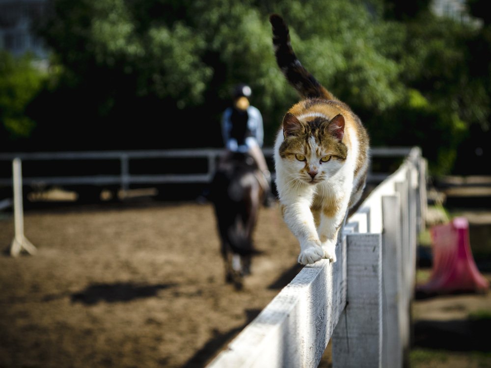 Несущие ветер