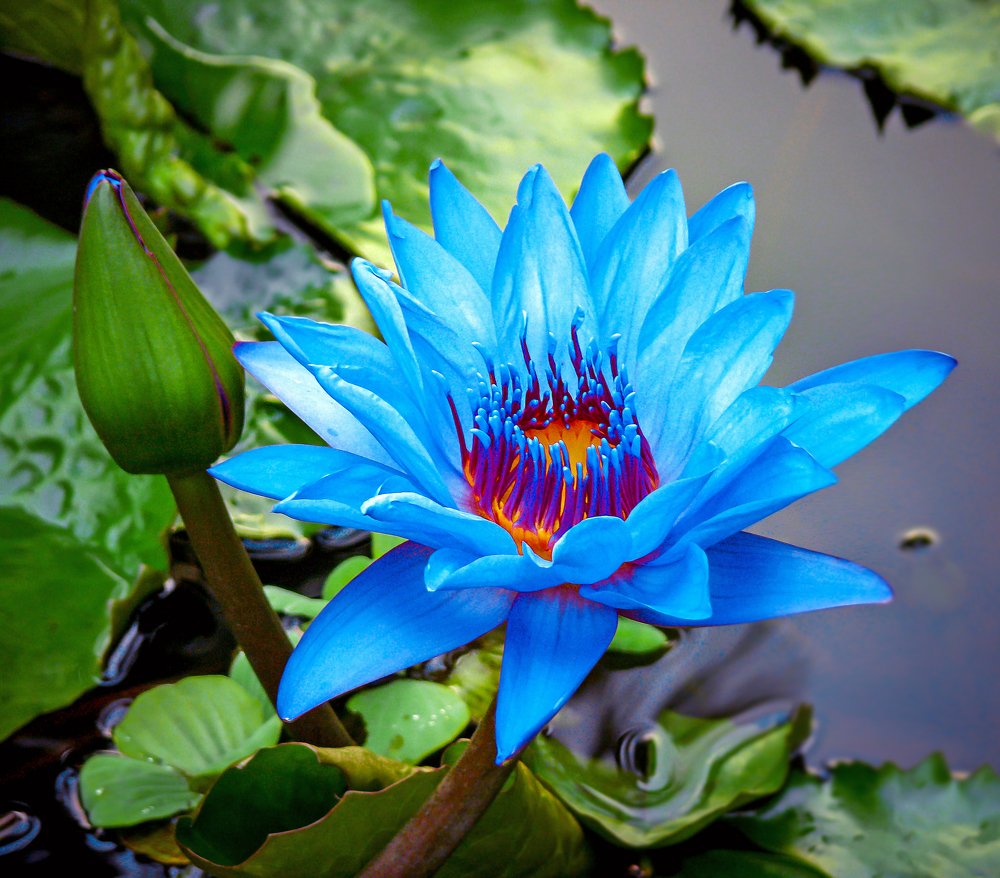 Очень редкая голубая водная лилия.