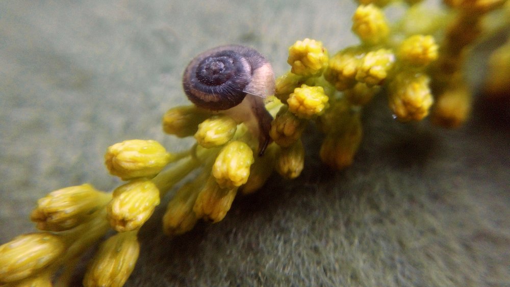 Желтая мечта