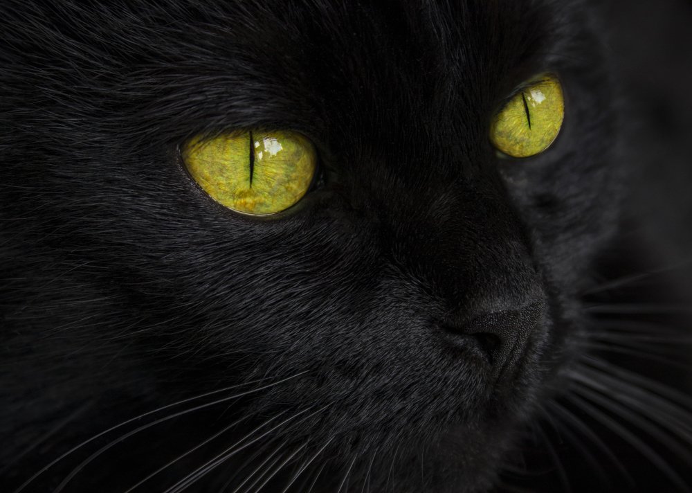 Чёрная кошка