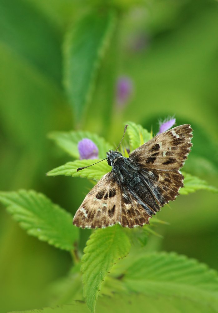 Photograph by Чепленко Алексей