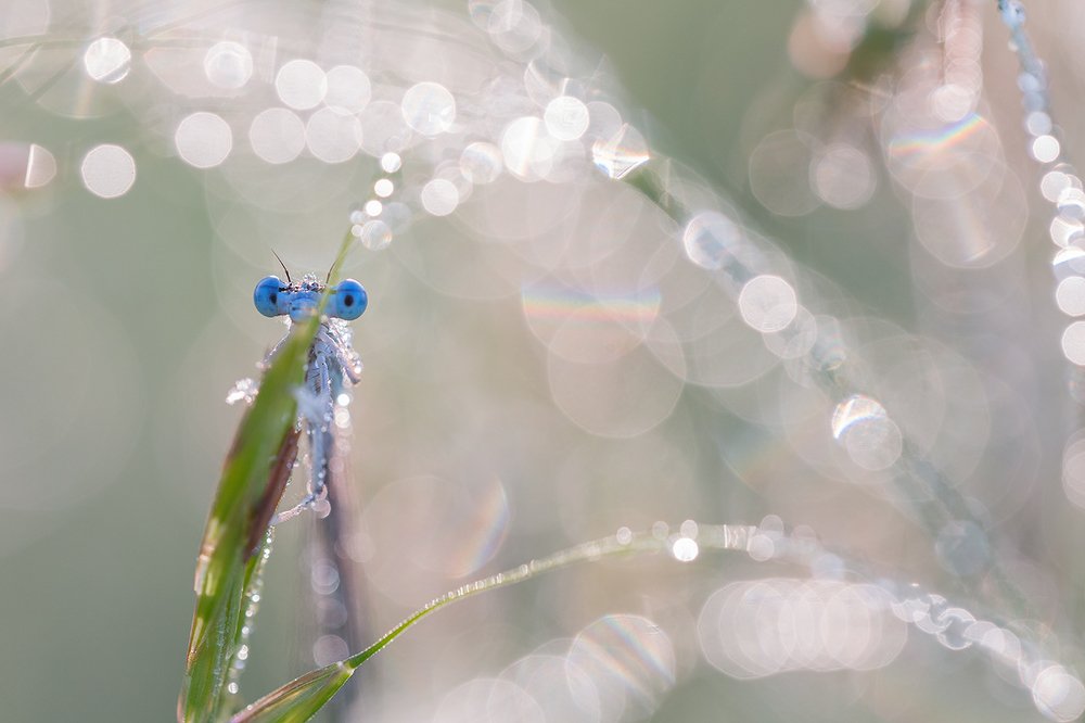 В плену росы.